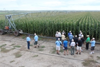 irigated corn