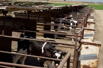 Feedlot