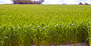 wheat crop 2003